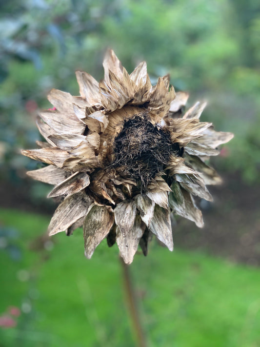 From Seed to Symphony
